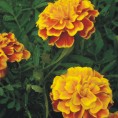 Бархатцы (tagetes) 